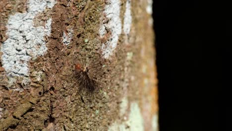 camera zooms out revealing this hairy caterpillar, thailand