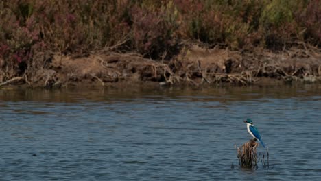 Seen-on-the-right-side-of-the-frame-as-it-waits-for-crabs-to-show-up-so-it-can-catch-and-eat,-collared-kingfisher-Todiramphus-chloris,-Thailand