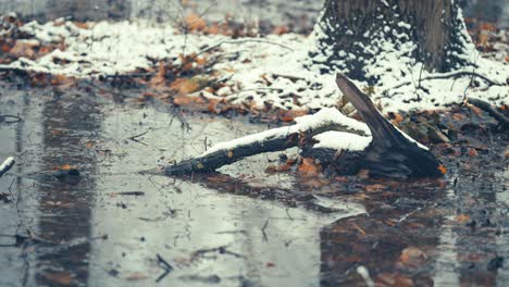 森林中的第一片雪 - - 白色的<unk>片躺在潮湿的地面和腐烂的叶子上