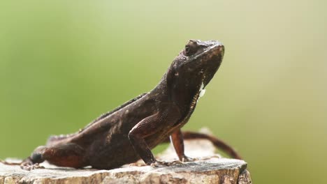lagarto 10
