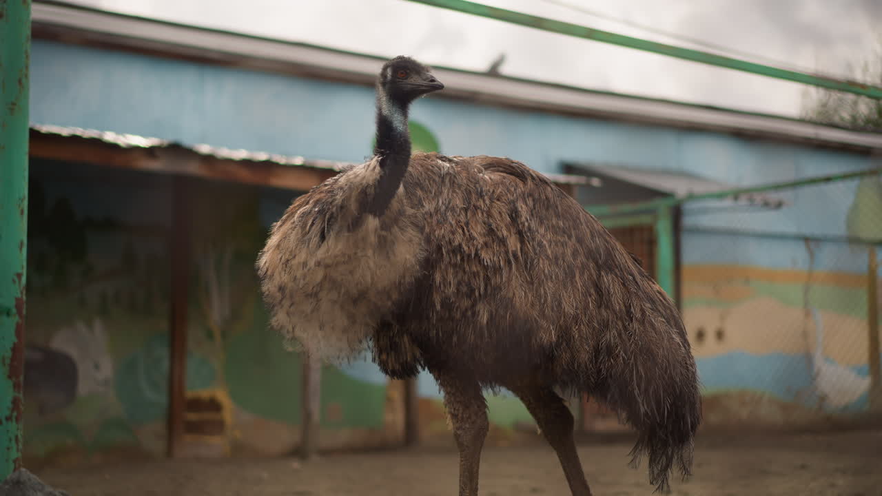 Emu che si liscia le penne nel recinto fatiscente di uno zoo, emu marrone solitario arruffa le piume umide contro un murale dipinto, pali arrugginiti e recinzione metallica visibili, cielo nuvoloso, movimento lento della camera cinematografica, strutturato