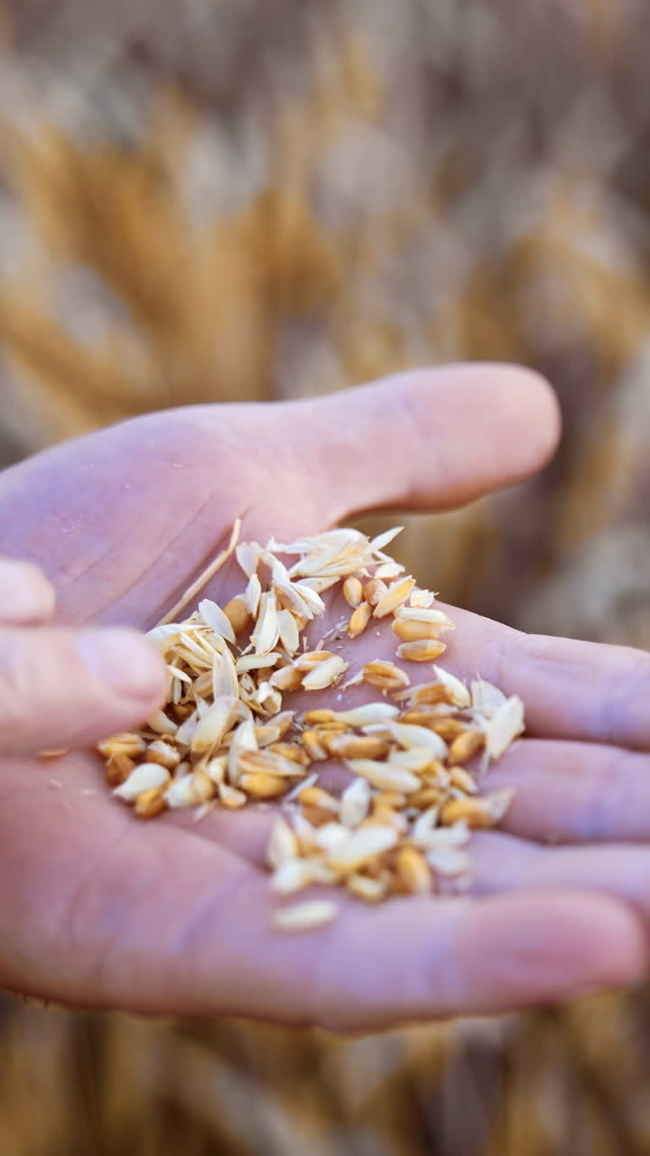 Grains of ripe dry wheat on the palm of an old man. Farmer examining the ripeness of corn before harvesting. Close up. Vertical video