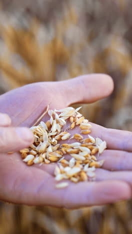grains of ripe dry wheat on the palm of an old man. farmer examining the ripeness of corn before harvesting. close up. vertical video