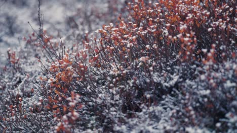 Der-Frische-Schnee-Rieselte-über-Die-Niedrigen-Büsche-Und-Das-Verwelkte-Gras-In-Der-Tundra