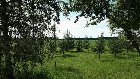 Un-Pino-Joven-En-Un-Día-Soleado-De-Verano