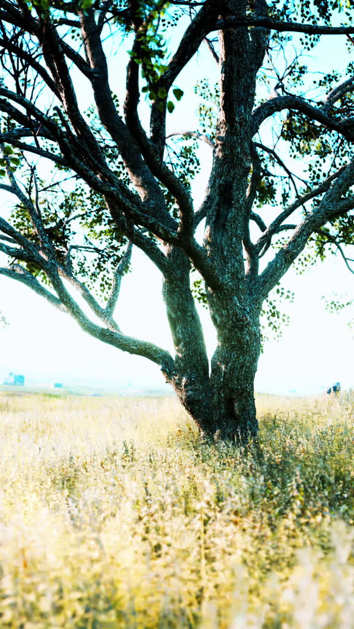 들판 에 있는 웅장 한 나무