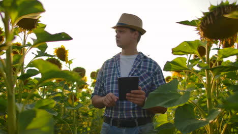 Ein-Mann-Mit-Strohhut-Und-Kariertem-Hemd-Geht-An-Einem-Sommertag-über-Ein-Feld-Mit-Vielen-Großen-Sonnenblumen-Und-Schreibt-Deren-Eigenschaften-In-Sein-Elektronisches-Buch.