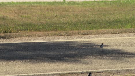 pollo bebé enmascarado plover ala de regazo caminando a través de la calle de la carretera