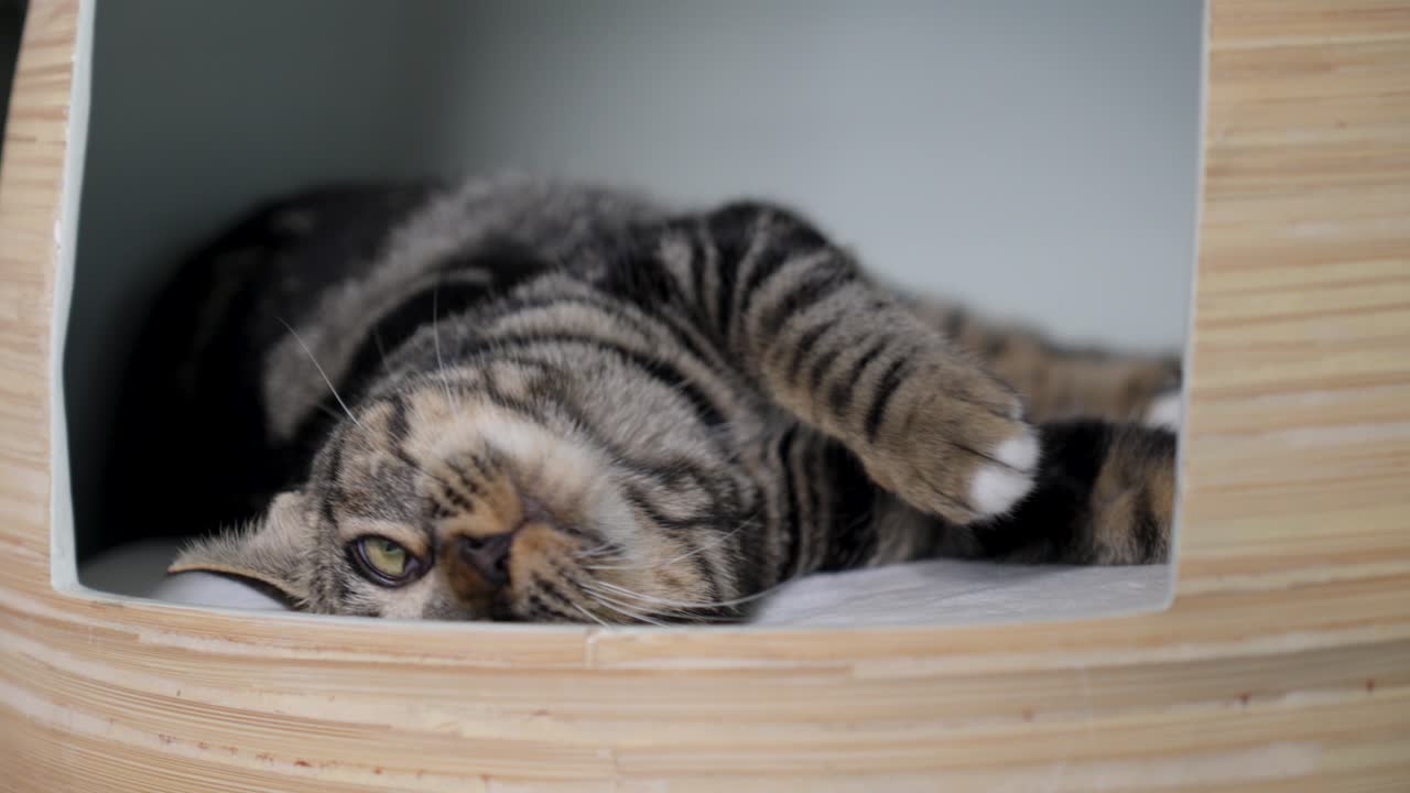 close-up shot of a cat rolling on its back to get comfy when trying to sleep