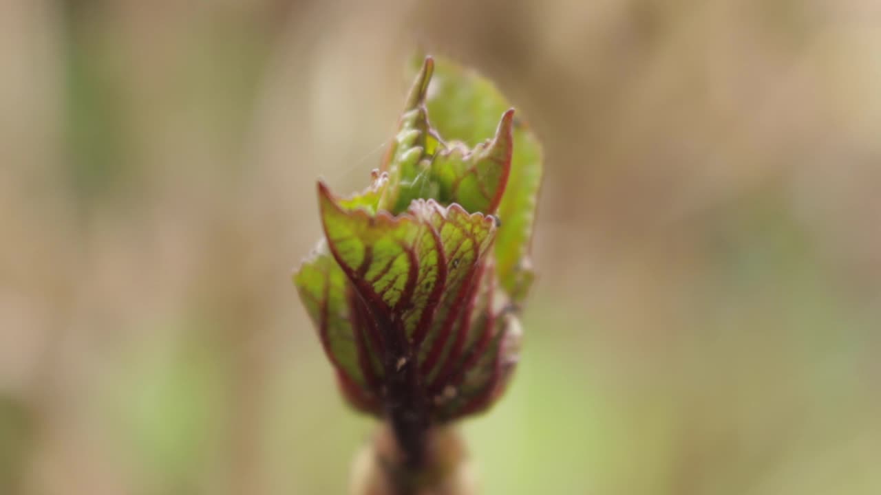 Nouvelles pousses sur l'hortensia poussant dans un jardin au début du printemps, dans la ville d'Oakham, comté de Rutland, en Angleterre, au Royaume-Uni