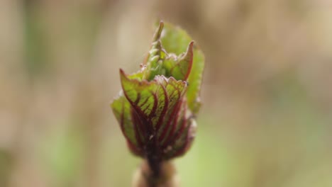 Nuevo-Crecimiento-En-La-Hortensia-Que-Crece-En-Un-Jardín-Durante-El-Comienzo-De-La-Temporada-De-Primavera-En-La-Ciudad-De-Oakham-Del-Condado-De-Rutland-En-Inglaterra-En-El-Reino-Unido