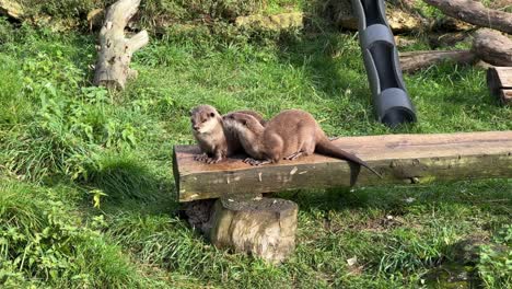 imágenes de dos pequeñas nutrias de río corriendo y gritando, mirando a la cámara y lejos, en el recinto del zoológico, santuario de animales