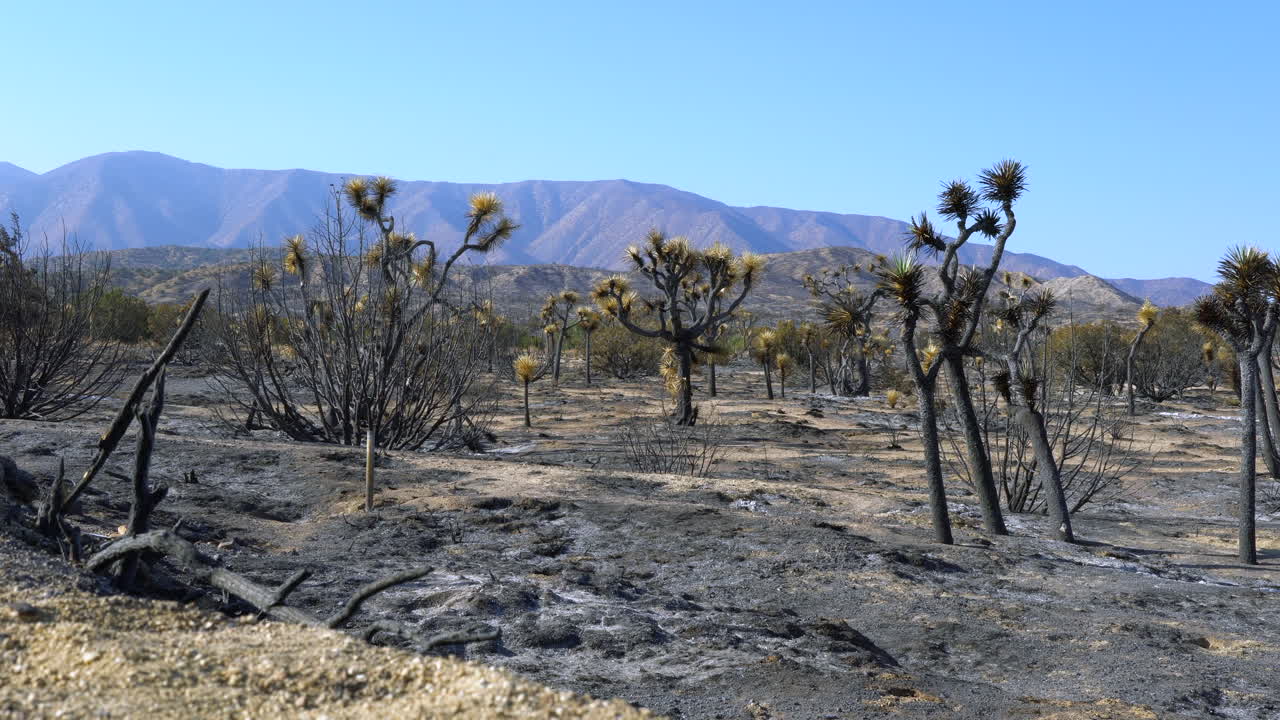 bosque de árboles de josué quemado y marcado por incendios forestales estacionales