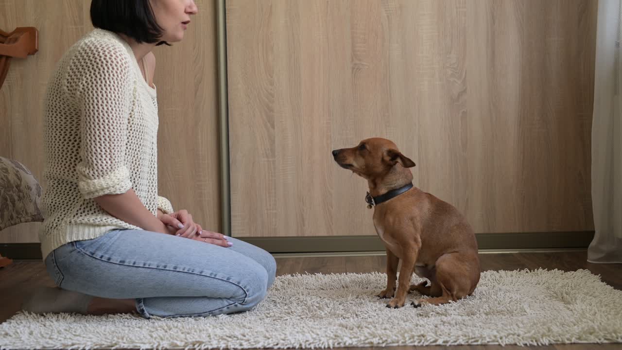Brunette woman kneeling on the carpet in the living room at home. She raises her hand with a treat and get his dog's attention