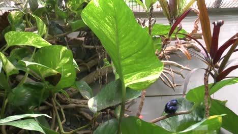 close-up, the view of the birds with fish in zoo