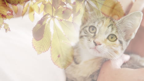 leaves on a tree branch against close up of a hand playing with a cat