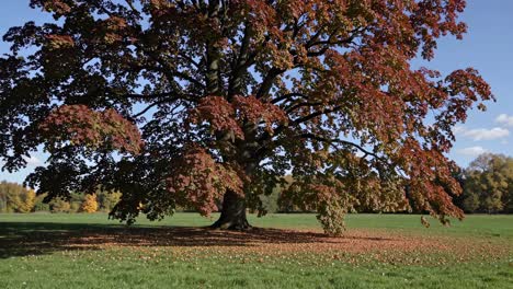 wide-angle video captures a majestic tree with autumn leaves, set against a clear blue sky