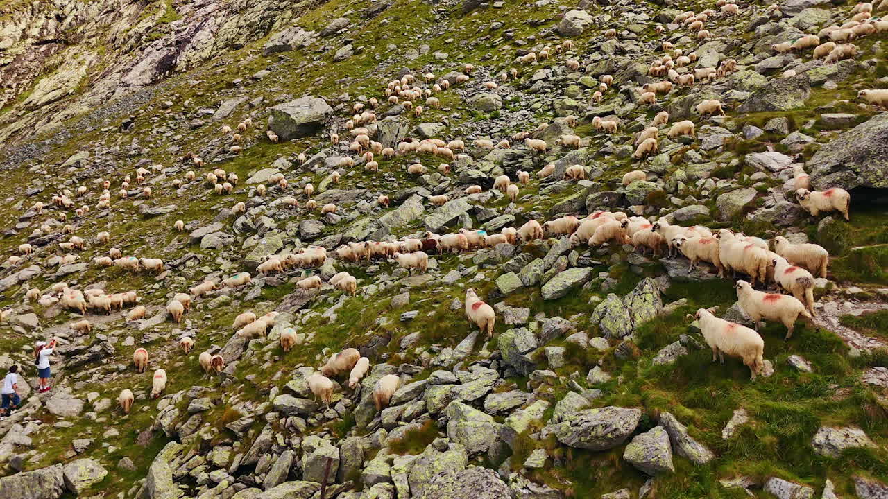 Multiple white fluffy sheep walk among the boulders on the mountain slope. Domestic flock grazing in the rocks. Drone footage