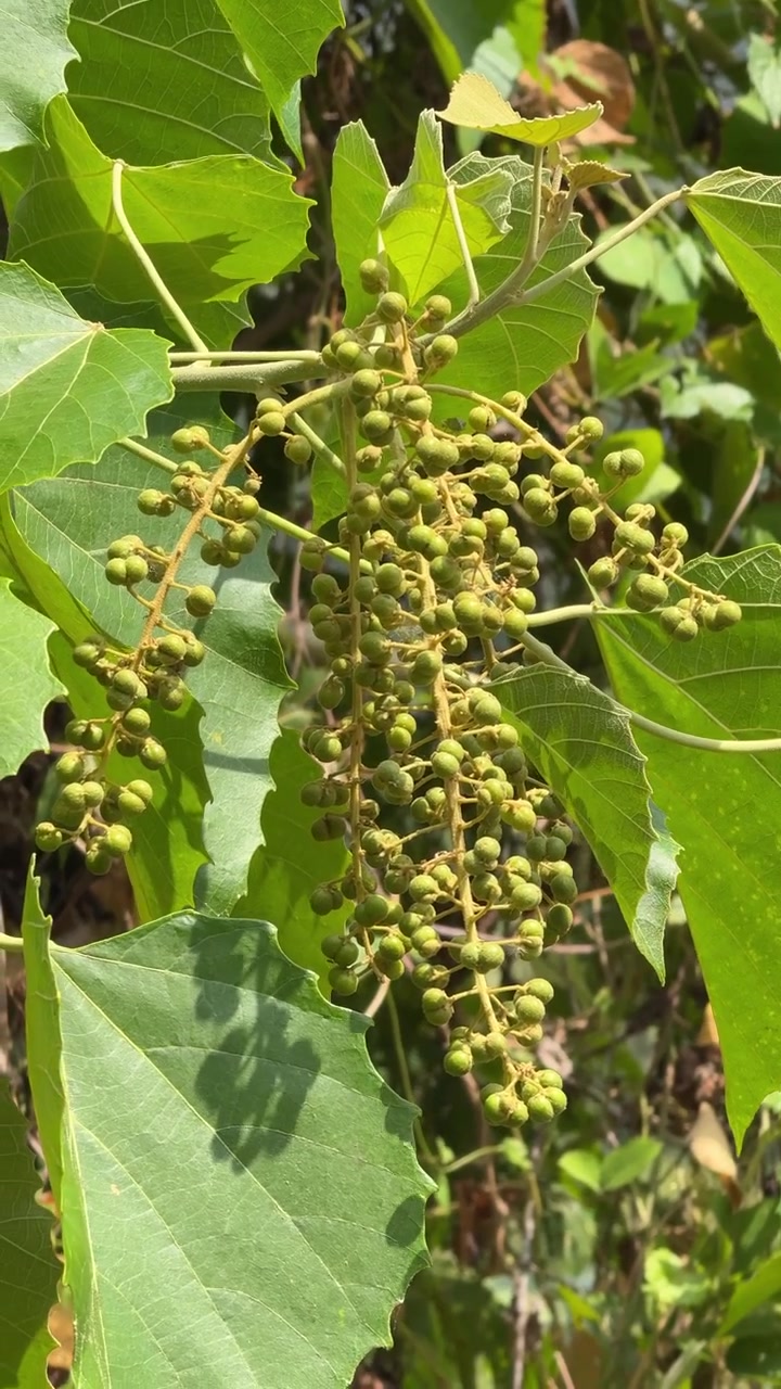 Primo piano di uva selvatica verde che cresce su una vite