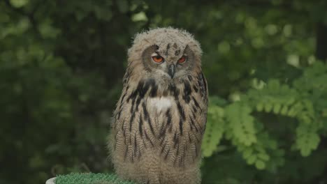 Owl-resting-on-a-tree-and-watching