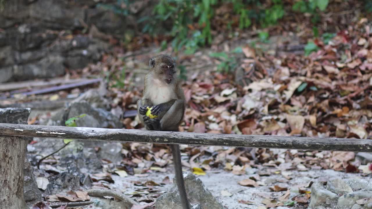 un mono disfruta de un bocadillo en los escalones del bosque
