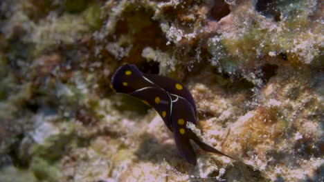 Kopfschildschnecke-Mit-Starkem-Silberstreifen,-Die-Chemische-Warteschlangen-Aufnimmt,-Um-Einen-Partner-Zu-Finden