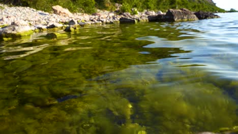 green algae under clean water of ohrid lake reflecting sunlight near shore with rocks