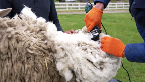 sheep is shearing by a farmer. electric clipper is cutting wool from adult sheep on a farm for production of wool fleece. traditional trimming of sheep.