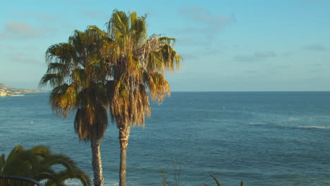 palm trees of a pacific coast community in southern californian during sunset