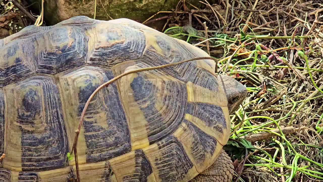 A close-up shot shows a tortoise moving slowly on the ground, with its patterned shell and head visible among dry grass and soil