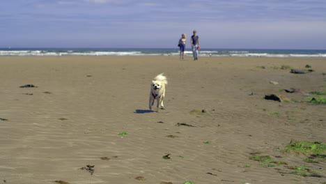 Pequeño-Perro-Spitz-Corriendo-Rápido-En-La-Playa-En-Cámara-Super-Lenta