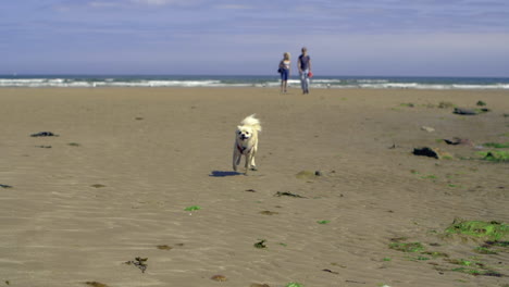 pequeño perro spitz corriendo rápido en la playa en cámara super lenta
