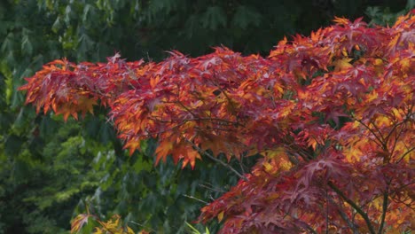 A-small-red-tree-blowing-in-the-wind