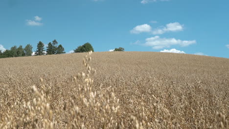 Pan-down-shot-in-to-field-of-barley-wheat-crops