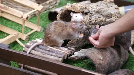 ratas mascotas disfrutando de sus juguetes y golosinas