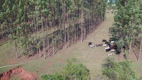 Vista-Aérea-De-La-Ganadería-En-El-Sistema-Integrado-Lavoura,-Ganadería,-Bosque