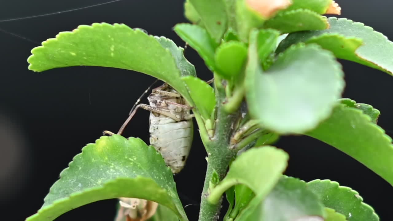 Brown marmorated stink bug walking on a green plant on a black background