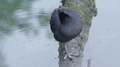 una focha calva durmiendo en una rama en el agua