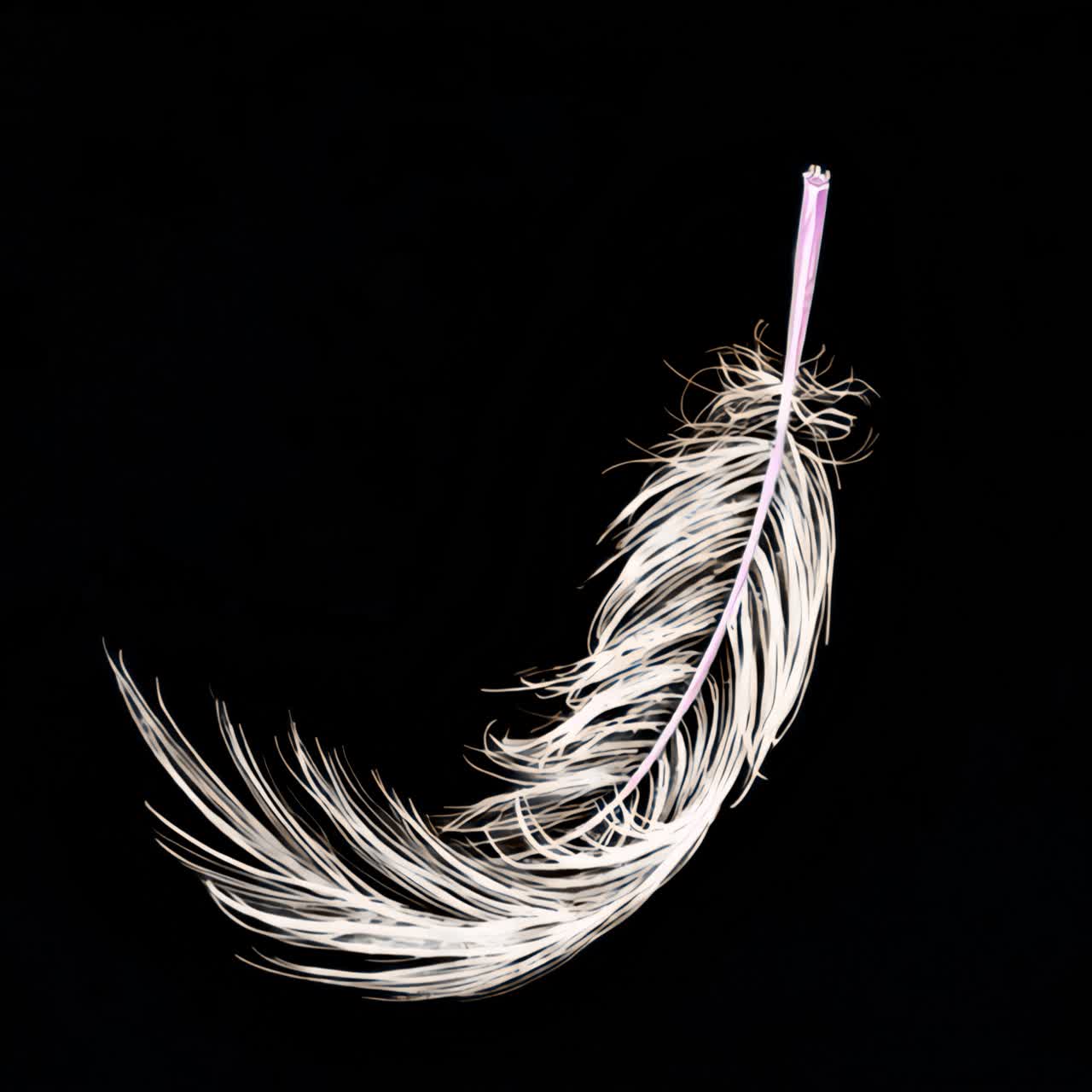 Delicate feather on pastel background animation isolated asset, transparent 4K video, alpha channel