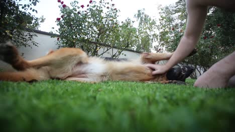 man playing with his german shepherd dog, cuddles, plays with man's best friend