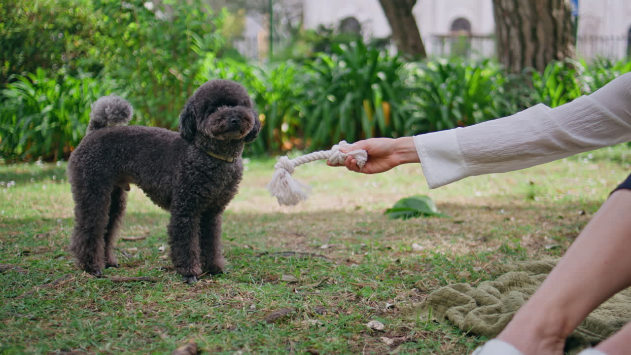 Cute dog biting toy in woman owner hands at green garden closeup. Poodle playing