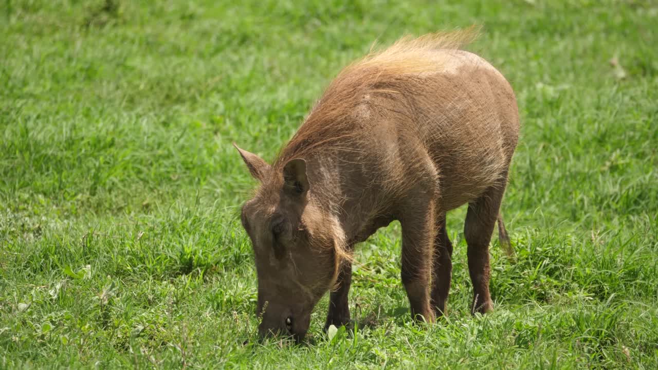 Facocero peloso annusa in cerca di cibo sulla savana africana verde, erbosa e ventosa.