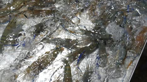 live raw fresh blue river prawn in water bucket for sale at thailand fish market