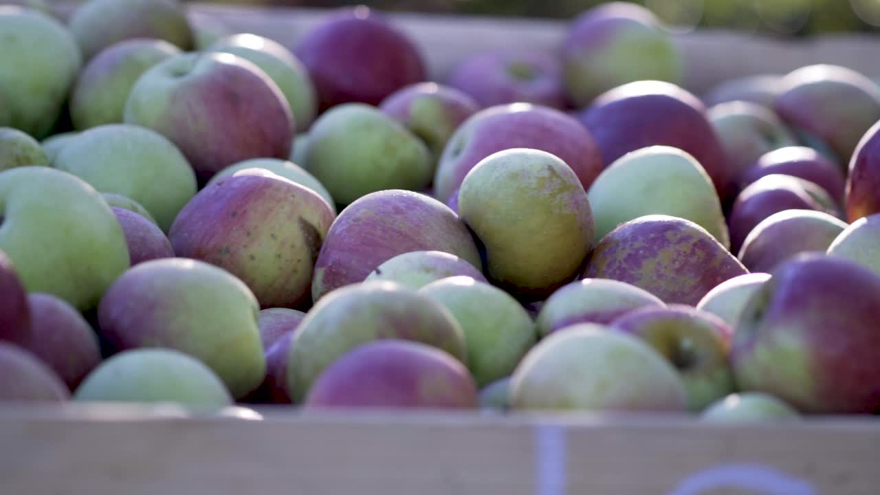 Freshly Picked Apples
