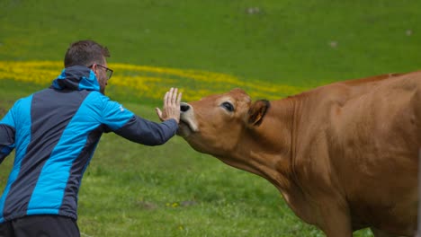 man interacts gently with a brown cow in a green field