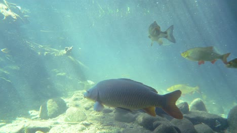 close up of tropical fish species swimming in clear freshwater sea lighting by sunbeams