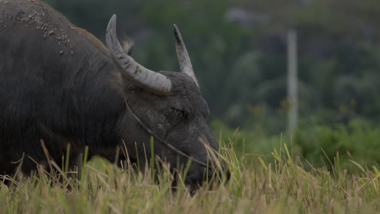울창한 에서 먹이를 먹는 버팔로, 코크, 베트남, 자연 환경에서 평온한 분위기