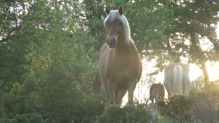 Wilde Pferde im Wald bei Sonnenuntergang.
