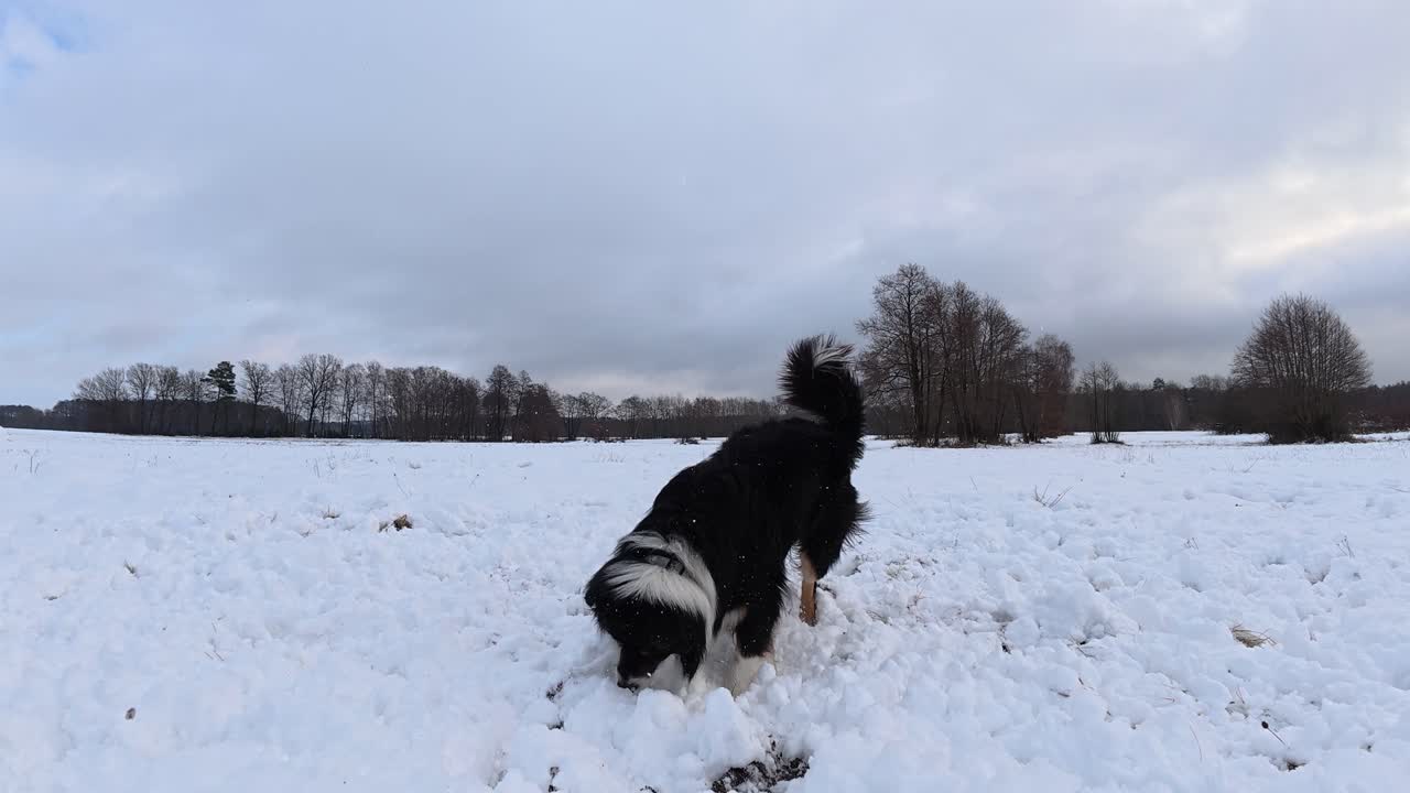 Excited dog springs vertically to bite at snow launched toward it on a snowy, grey winter morning