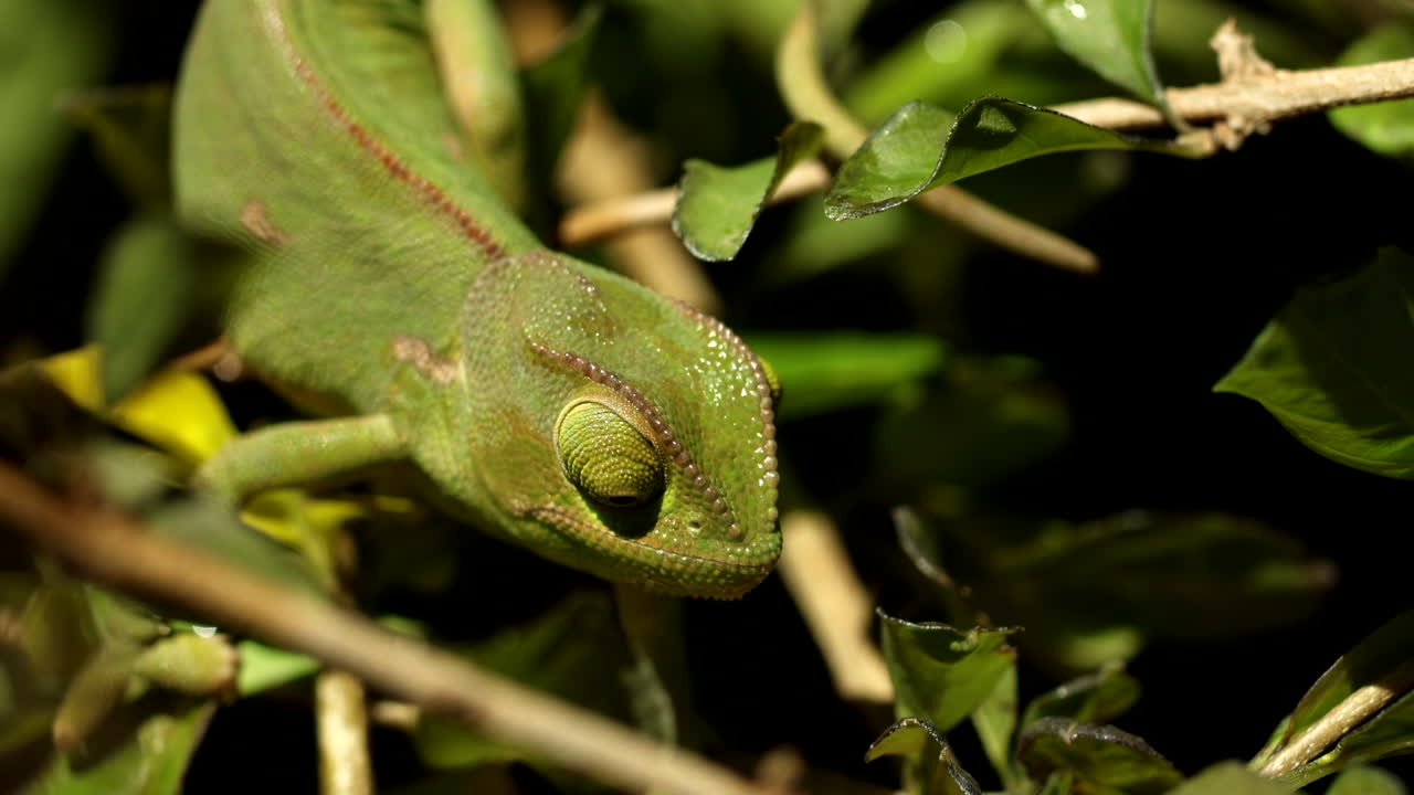 Green camouflaged flap-necked chameleon blending in with vegetation